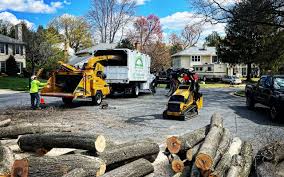 How Our Tree Care Process Works  in  Manhattan, NY