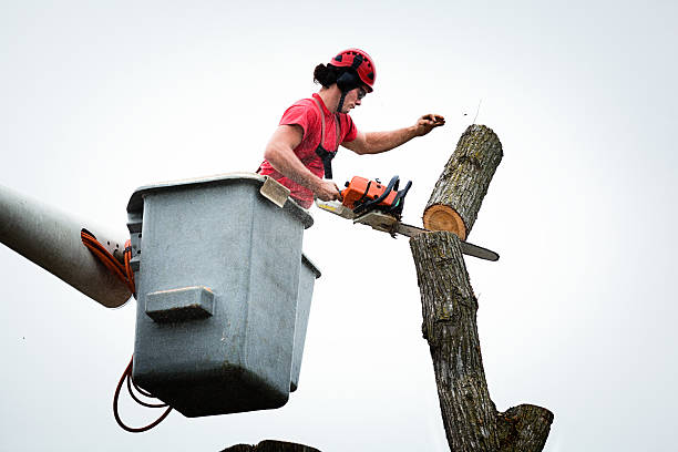 Leaf Removal